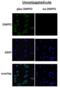 DMPO antibody, SMC-189D-HRP, StressMarq, Immunocytochemistry image 