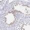Chromosome 10 Open Reading Frame 53 antibody, PA5-58181, Invitrogen Antibodies, Immunohistochemistry frozen image 