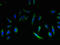 Epithelial membrane protein 3 antibody, orb23745, Biorbyt, Immunocytochemistry image 
