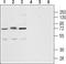 C-X-C Motif Chemokine Receptor 2 antibody, TA328705, Origene, Western Blot image 