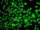 Transducin Beta Like 1 X-Linked Receptor 1 antibody, A7834, ABclonal Technology, Immunofluorescence image 