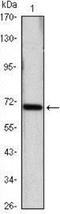 Hspa1 antibody, NBP1-51592, Novus Biologicals, Western Blot image 