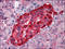 Transthyretin antibody, AP08891PU-N, Origene, Immunohistochemistry paraffin image 