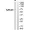 POTE Ankyrin Domain Family Member G antibody, PA5-50094, Invitrogen Antibodies, Western Blot image 