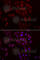 Fiz antibody, A6592, ABclonal Technology, Immunofluorescence image 