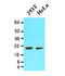 Peptidylprolyl Isomerase F antibody, AM09068PU-S, Origene, Western Blot image 