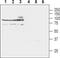 Solute Carrier Family 8 Member A3 antibody, PA5-77564, Invitrogen Antibodies, Western Blot image 