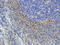 Lamin A/C antibody, orb214197, Biorbyt, Immunohistochemistry paraffin image 