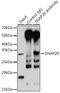 Synaptosomal-associated protein 29 antibody, GTX32887, GeneTex, Immunoprecipitation image 