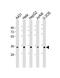 RNA Binding Protein With Serine Rich Domain 1 antibody, 61-225, ProSci, Western Blot image 