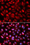 Poly(RC) Binding Protein 2 antibody, 18-693, ProSci, Immunofluorescence image 