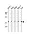 Serine/threonine-protein phosphatase 2A activator antibody, 61-211, ProSci, Western Blot image 