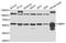 Amphiphysin antibody, TA332661, Origene, Western Blot image 