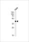 MAPK Activated Protein Kinase 3 antibody, PA5-71885, Invitrogen Antibodies, Western Blot image 