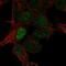 Rho GTPase Activating Protein 8 antibody, HPA069694, Atlas Antibodies, Immunofluorescence image 