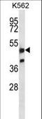 Nuclear Respiratory Factor 1 antibody, LS-C163011, Lifespan Biosciences, Western Blot image 