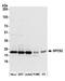 Signal Peptidase Complex Subunit 2 antibody, A305-609A-M, Bethyl Labs, Western Blot image 