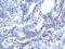 ADP Ribosylation Factor GTPase Activating Protein 2 antibody, NBP2-15441, Novus Biologicals, Immunohistochemistry frozen image 