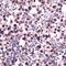POU Class 5 Homeobox 1 antibody, MBS300915, MyBioSource, Immunohistochemistry frozen image 