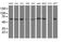 X-Pro aminopeptidase 3 antibody, MA5-25639, Invitrogen Antibodies, Western Blot image 