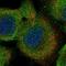 Capping Protein Regulator And Myosin 1 Linker 1 antibody, HPA029038, Atlas Antibodies, Immunofluorescence image 