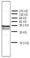 Prothymosin Alpha antibody, AM32973PU-N, Origene, Western Blot image 
