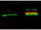 Napsin-A antibody, orb388903, Biorbyt, Western Blot image 