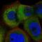 Armadillo Repeat Containing 6 antibody, HPA041420, Atlas Antibodies, Immunofluorescence image 