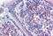 Vasodilator Stimulated Phosphoprotein antibody, MBS247476, MyBioSource, Immunohistochemistry frozen image 