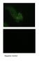 Mucin 1, Cell Surface Associated antibody, 29-576, ProSci, Immunohistochemistry frozen image 
