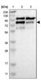 CCR4-NOT transcription complex subunit 3 antibody, NBP1-82971, Novus Biologicals, Western Blot image 