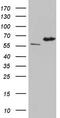 IKAROS Family Zinc Finger 3 antibody, CF804394, Origene, Western Blot image 