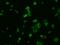 Vitamin K Epoxide Reductase Complex Subunit 1 antibody, 202627-T02, Sino Biological, Immunohistochemistry frozen image 