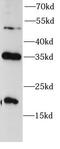 Caspase 9 antibody, FNab01296, FineTest, Western Blot image 