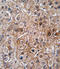 Bone Morphogenetic Protein Receptor Type 2 antibody, LS-C97662, Lifespan Biosciences, Immunohistochemistry frozen image 