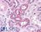 SRY-Box 2 antibody, LS-B4562, Lifespan Biosciences, Immunohistochemistry paraffin image 