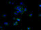 Small Integral Membrane Protein 19 antibody, A61046-100, Epigentek, Immunofluorescence image 