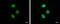Zinc Finger Protein 599 antibody, GTX119526, GeneTex, Immunofluorescence image 