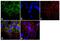 p65 antibody, PA5-16758, Invitrogen Antibodies, Immunofluorescence image 