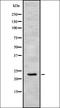 LIM Domain 7 antibody, orb337649, Biorbyt, Western Blot image 