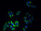 Potassium Voltage-Gated Channel Modifier Subfamily S Member 2 antibody, A59522-100, Epigentek, Immunofluorescence image 