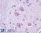 Cholinergic Receptor Muscarinic 4 antibody, LS-A220, Lifespan Biosciences, Immunohistochemistry frozen image 