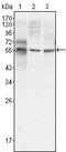 Tuj1 antibody, TA336754, Origene, Western Blot image 