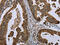 Golgin A2 antibody, CSB-PA278921, Cusabio, Immunohistochemistry frozen image 