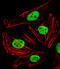 Family With Sequence Similarity 50 Member A antibody, A12622, Boster Biological Technology, Immunofluorescence image 