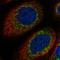 XK Related 9 antibody, HPA044430, Atlas Antibodies, Immunofluorescence image 