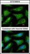YES Proto-Oncogene 1, Src Family Tyrosine Kinase antibody, orb89486, Biorbyt, Immunofluorescence image 