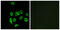Mitochondrial Ribosomal Protein L32 antibody, GTX87619, GeneTex, Immunofluorescence image 