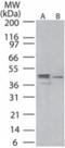 Mitogen-Activated Protein Kinase Kinase 1 antibody, NBP2-24560, Novus Biologicals, Western Blot image 