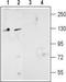 Glutamate Ionotropic Receptor NMDA Type Subunit 2D antibody, TA328836, Origene, Western Blot image 